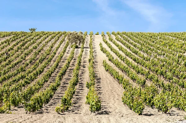 Weinberge Cadiz Einem Sonnigen Tag — Stockfoto