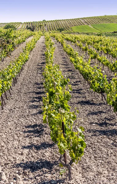 Vinodlingar Cadiz Solig Dag — Stockfoto