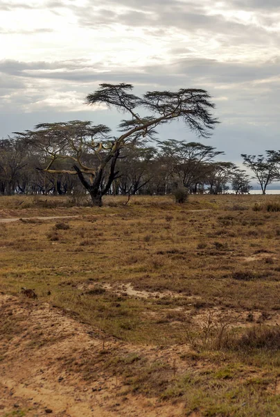 Acacias Dans Jungle Kenya Sous Ciel Nuageux — Photo