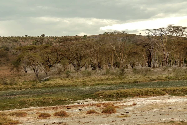 Acacia Jungle Van Kenia Onder Een Bewolkte Lucht — Stockfoto