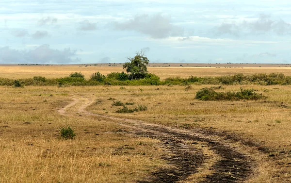 Savannah Kenya Sob Céu Nublado — Fotografia de Stock