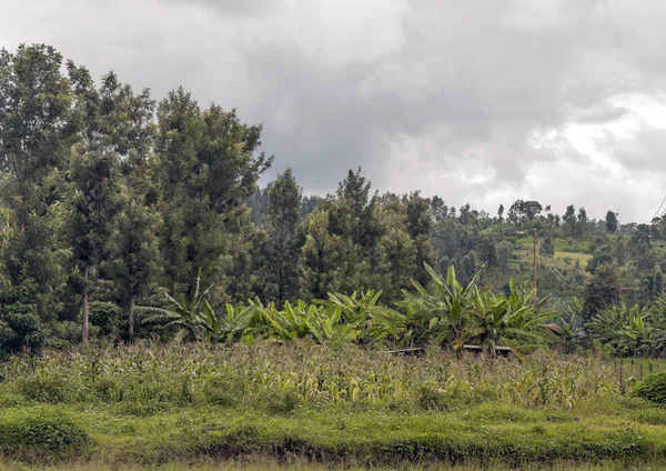 Bulutlu Bir Günde Kenya Ağaçlı Tarlalar — Stok fotoğraf