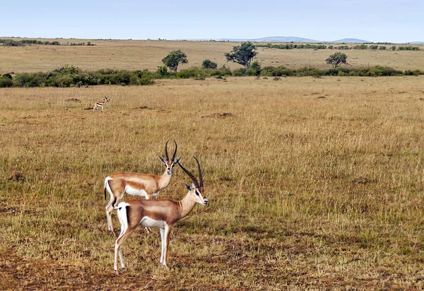 Gazelas Selva Quênia Sob Céu Nublado — Fotografia de Stock