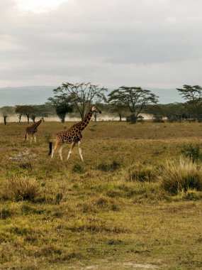 Kenya ormanında bulutlu bir gökyüzünün altında zürafalar