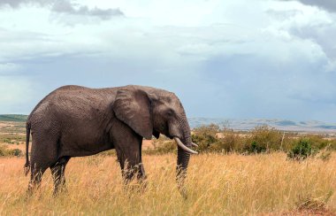 Kenya ovasında bulutlu bir gökyüzünün altında filler