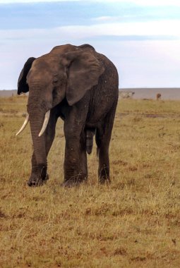 Kenya ovasında bulutlu bir gökyüzünün altında filler