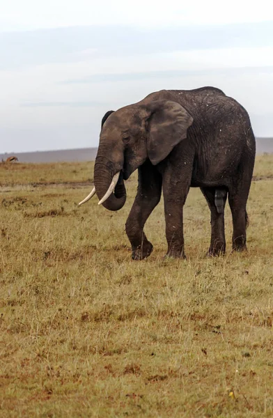 在多云的天空下 肯尼亚大草原上的大象 — 图库照片