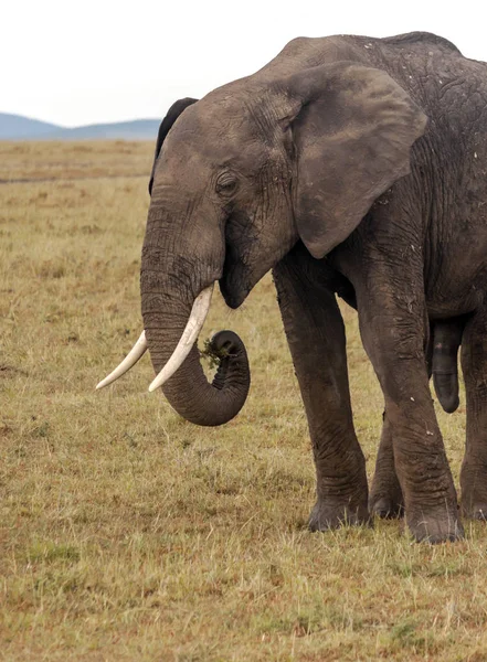 Éléphants Dans Savane Kenya Sous Ciel Nuageux — Photo