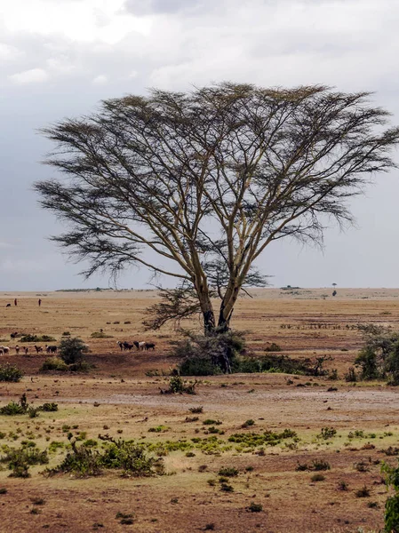 Acacias Dans Jungle Kenya Sous Ciel Nuageux — Photo