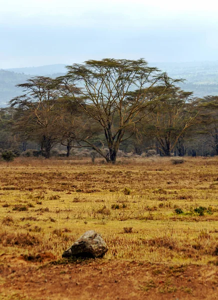 Acacia Jungle Van Kenia Onder Een Bewolkte Lucht — Stockfoto