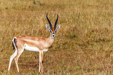 Bir bulutlu gökyüzü altında Kenya ormanda ceylan