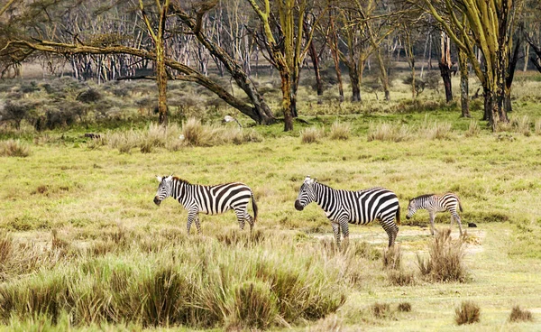 Zebras Dschungel Von Kenia Unter Bewölktem Himmel — Stockfoto