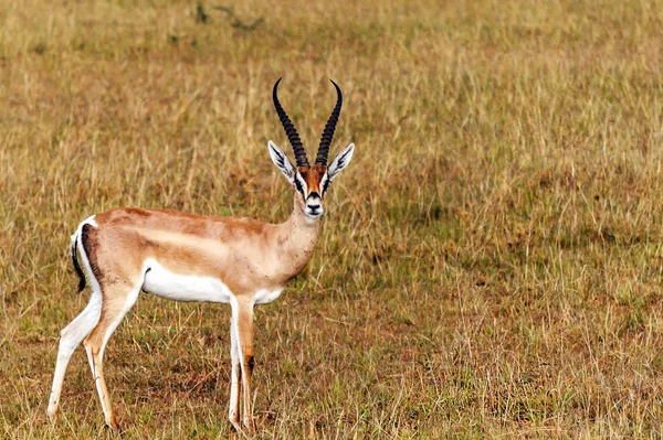 Bir Bulutlu Gökyüzü Altında Kenya Ormanda Ceylan — Stok fotoğraf