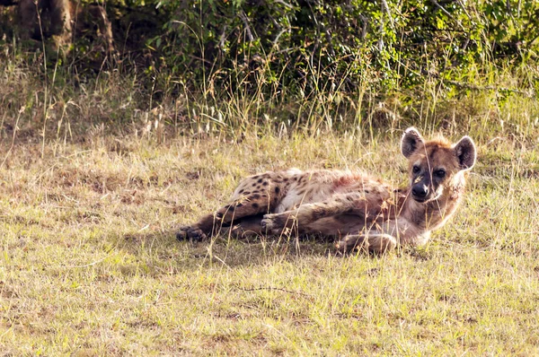 Hiena Las Praderas Kenia —  Fotos de Stock