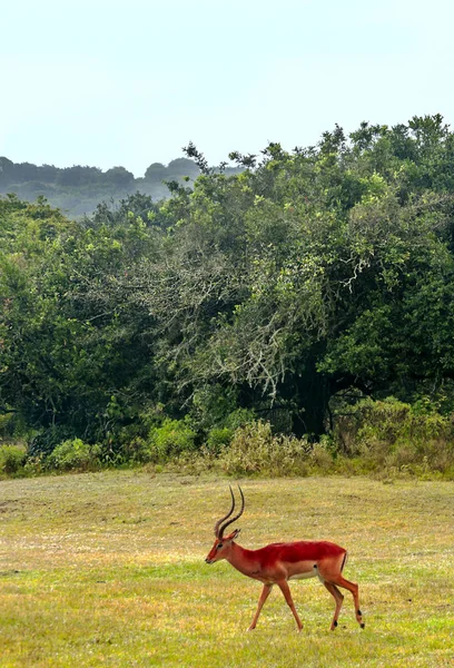 Impalas Στη Ζούγκλα Της Κένυας Κάτω Από Ένα Συννεφιασμένο Ουρανό — Φωτογραφία Αρχείου