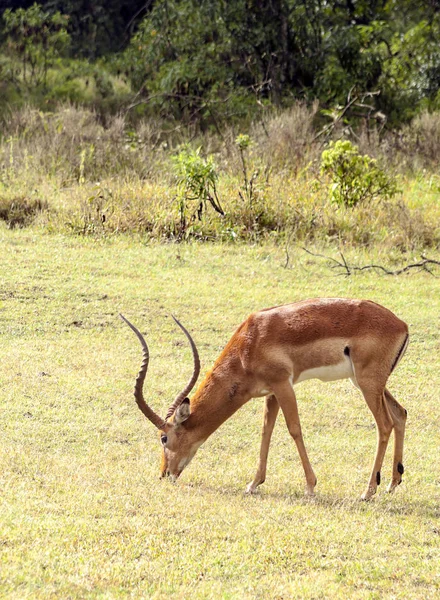 Impalas Στη Ζούγκλα Της Κένυας Κάτω Από Ένα Συννεφιασμένο Ουρανό — Φωτογραφία Αρχείου