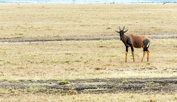 Impalas Selva Quênia Sob Céu Nublado — Fotografia de Stock