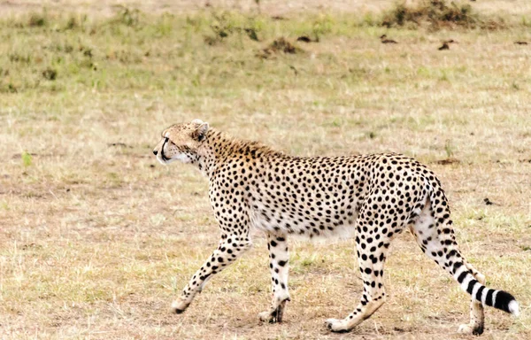 Jaguar Dzsungelben Kenya Felhős Alatt — Stock Fotó