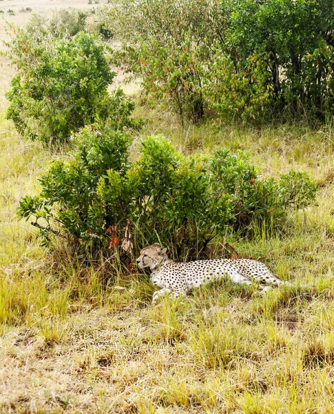 Jaguar Στη Ζούγκλα Της Κένυας Συννεφιασμένο Ουρανό — Φωτογραφία Αρχείου