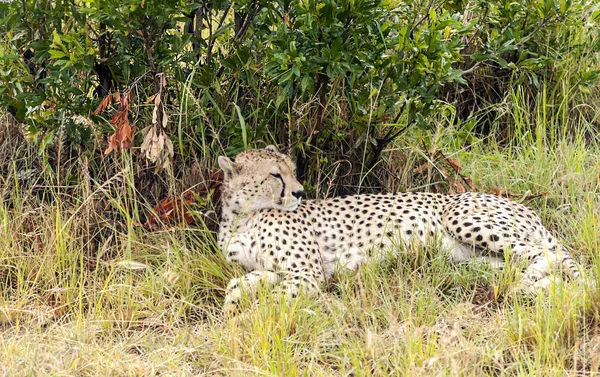Jaguar Στη Ζούγκλα Της Κένυας Συννεφιασμένο Ουρανό — Φωτογραφία Αρχείου