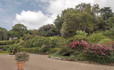 Bulutlu bir günde Kenya 'da ağaçlı tarlalar