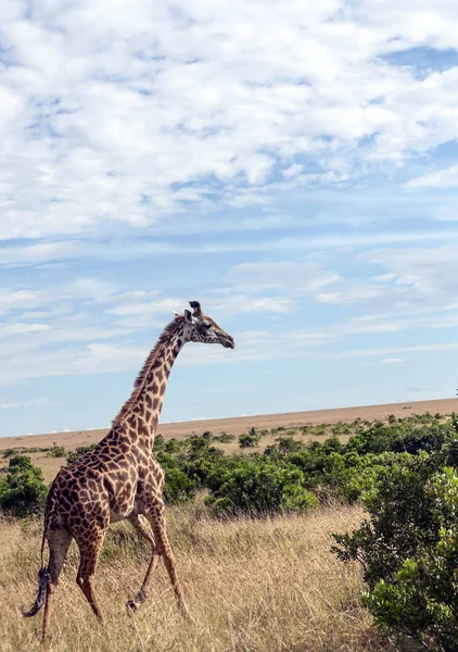 Girafas Selva Quênia África — Fotografia de Stock