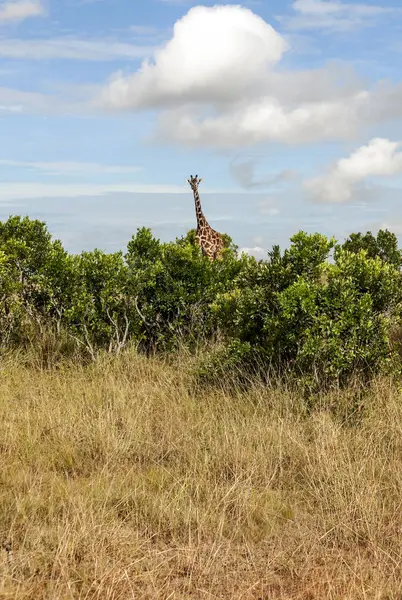 Girafas Selva Quênia África — Fotografia de Stock