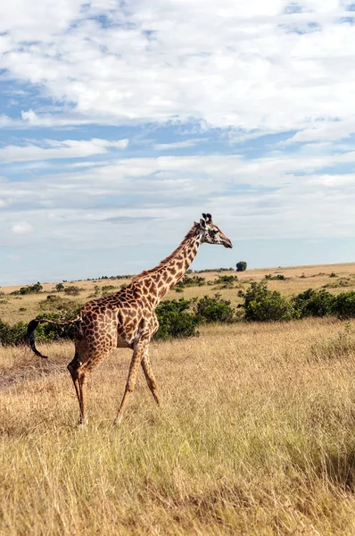 Girafas Selva Quênia África — Fotografia de Stock