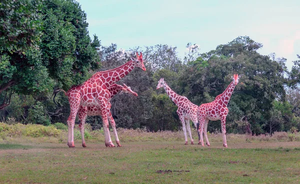 Жирафы Джунглях Кении Африке — стоковое фото