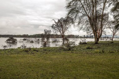 Kenya ormanında bulutlu bir gökyüzünün altında