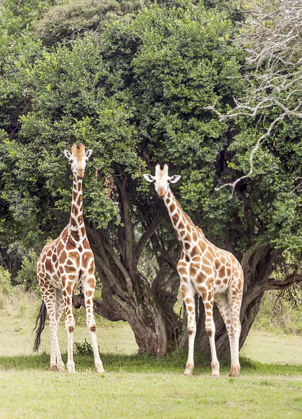 Giraffe Nella Giungla Del Kenya Africa — Foto Stock