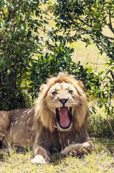 Löwen Dschungel Von Kenia Afrika — Stockfoto