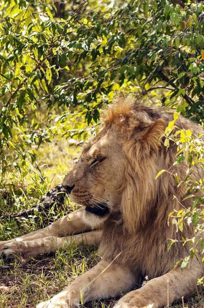 Afrika Kenya Ormanda Aslan — Stok fotoğraf