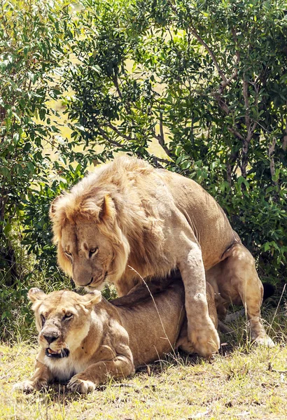 Leões Selva Quênia África — Fotografia de Stock
