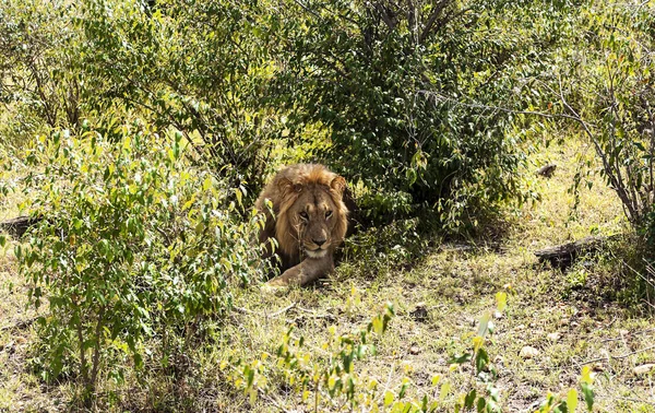 Leões Selva Quênia África — Fotografia de Stock