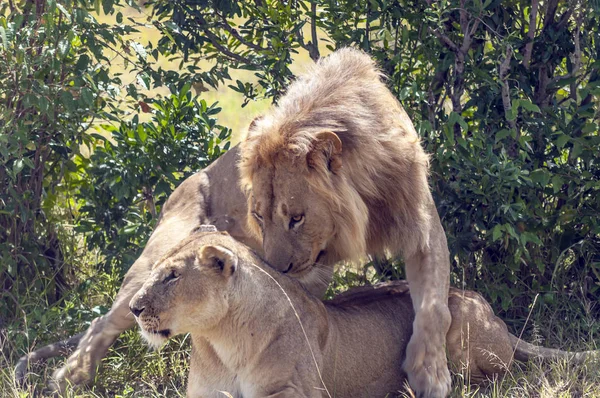 Lions Jungle Kenya Africa — Stock Photo, Image