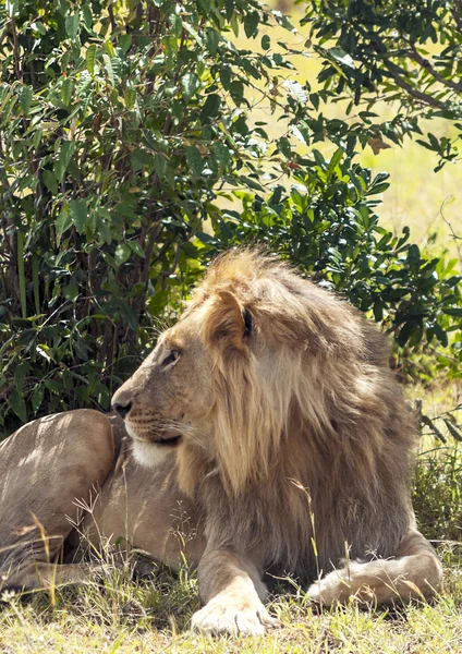 Leeuwen Jungle Van Kenia Afrika — Stockfoto