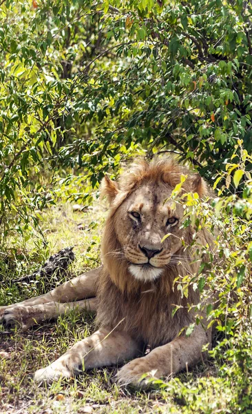 アフリカのケニアのジャングルの中でライオンズ — ストック写真