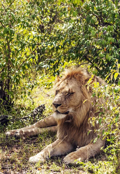 アフリカのケニアのジャングルの中でライオンズ — ストック写真