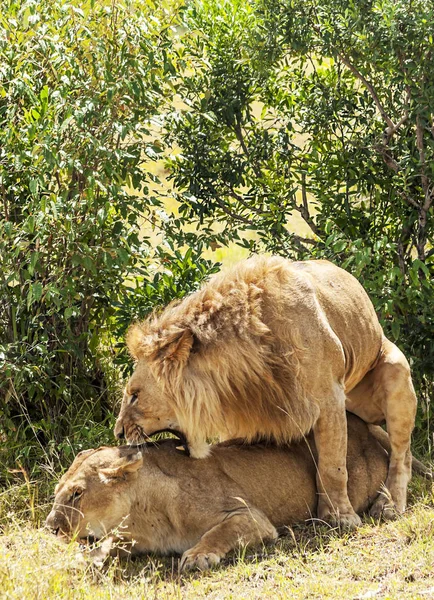 Leones Selva Kenia África — Foto de Stock