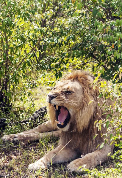 Löwen Dschungel Von Kenia Afrika — Stockfoto