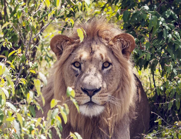 Lions Dans Jungle Kenya Afrique — Photo