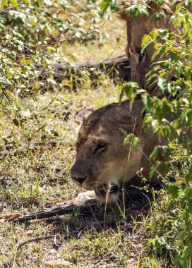 Afrika'da Kenya ormanda aslan
