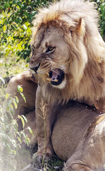 Львы Джунглях Кении Африке — стоковое фото