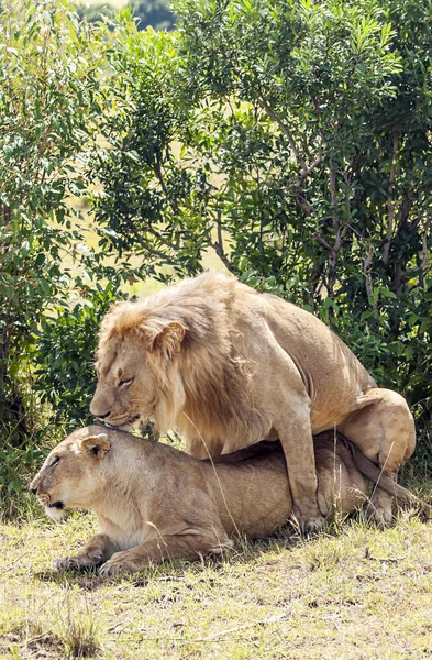 Lvi Džungli Keni Africe — Stock fotografie