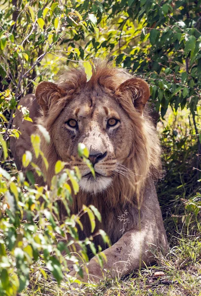 アフリカのケニアのジャングルの中でライオンズ — ストック写真