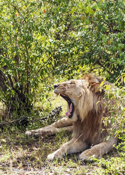 Löwen Dschungel Von Kenia Afrika — Stockfoto