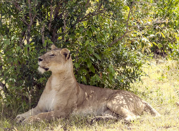非洲肯尼亚丛林里的狮子 — 图库照片