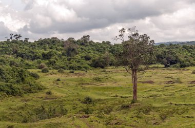 Bulutlu bir günde Kenya 'da ağaçlı tarlalar