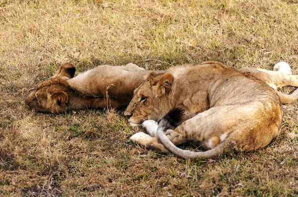 Löwin Auf Den Wiesen Kenias — Stockfoto